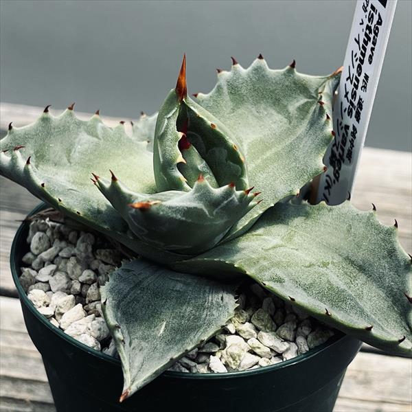 アガベ　イシスメンシス　大株 Royal agave産＞アガベ・イシスメンシス （小株）-007｜ agave