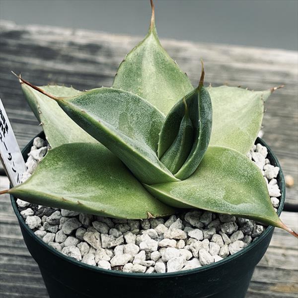 アガベシャウィーシャウイ