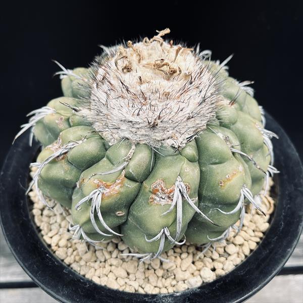 サボテン：ディスコカクタス クリスタロフィルス ツギ（竜神台）*幅