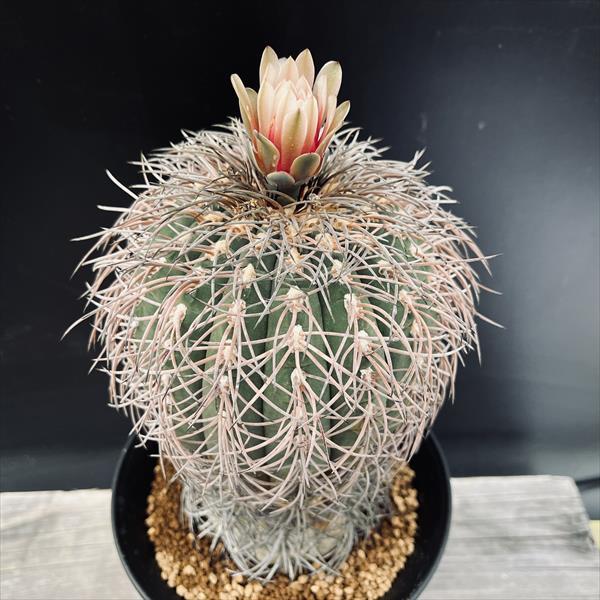 サボテン：ギムノカリキウム 猫爪天平丸 ユ*幅11cm 現品！一品限り