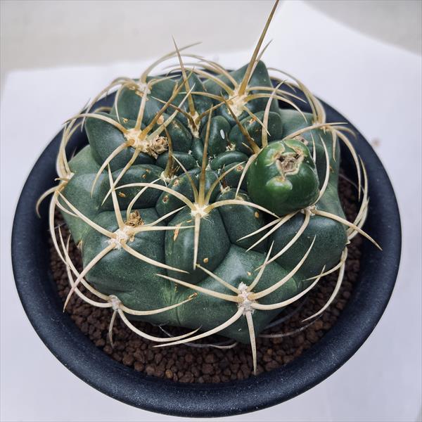 サボテン：ギムノカリキウム 金碧 実生*幅10cm : 遊恵盆栽 Yahoo!店