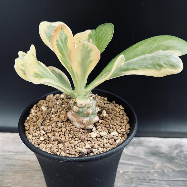 多肉植物：ユーフォルビア ポイゾニー錦*葉幅8cm : 遊恵盆栽 Yahoo