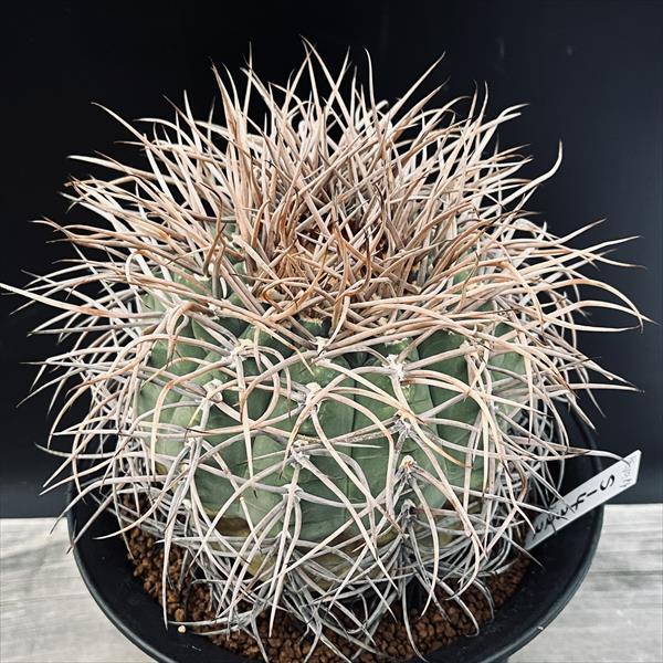 サボテン：ギムノカリキウム 光琳玉 自根*幅13cm 現品！一品限り