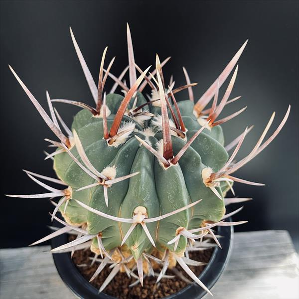 竜剣丸錦 Echinofossulocactus coptonogonus エキノフォスロカクタス 竜剣丸