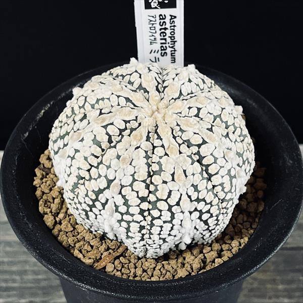 アストロフィツム ミラクル兜（鉢付き／直径 約11cm） 大株 1 アストロ