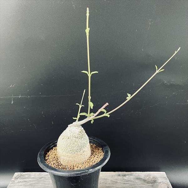 コーデックス：フォッケア 火星人*塊幅7cm 現品！一品限り : 遊恵盆栽