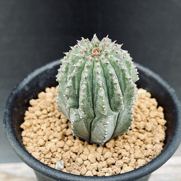 多肉植物：ユーフォルビア ホリダ梵天*幅3cm : 遊恵盆栽 Yahoo!店