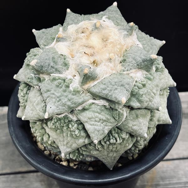 ☆特価☆サボテン：アリオカルプス 村主カリフラワー×堀川怒涛花牡丹