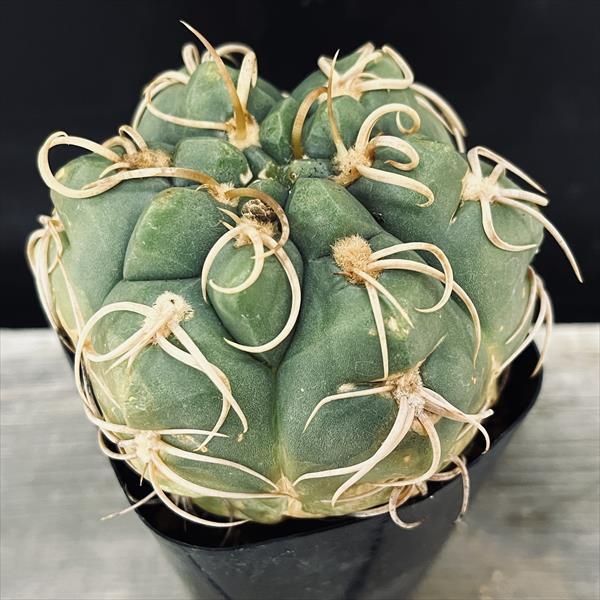 サボテン：ギムノカリキウム 狂刺海王丸*幅9cm 現品！一品限り ☆根