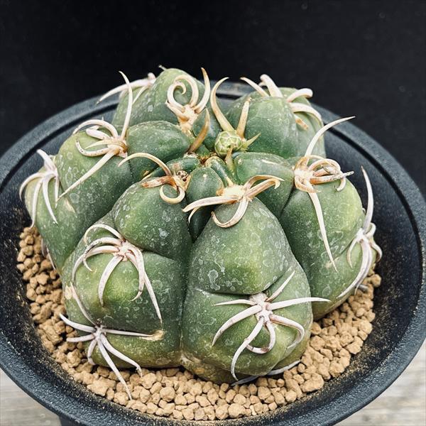 サボテン：ギムノカリキウム 狂刺海王丸 実生*幅9cm 現品！一品限り