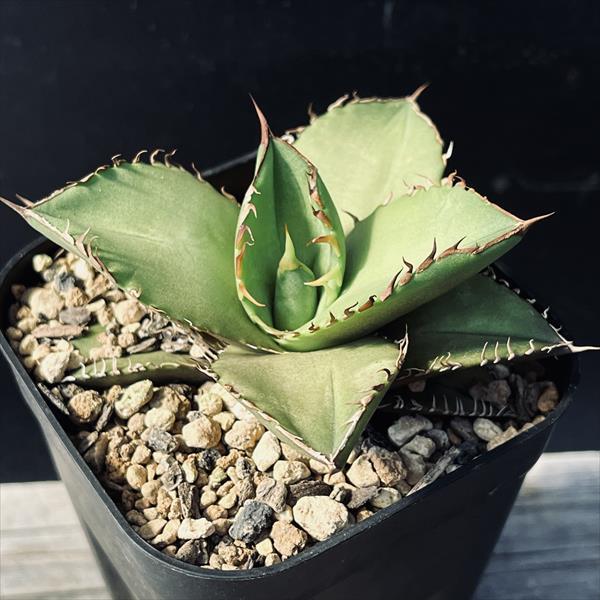 えーす アガベ　オテロイ実生 アガベ オテロイ 実生株 Agave oteroi seeding 024 | Sunny
