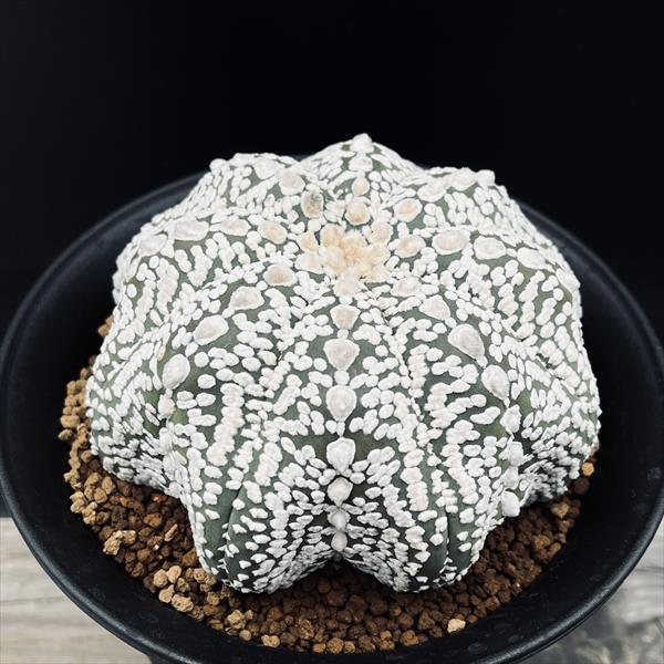 ☆特価☆サボテン：アストロフィツム 兜丸 実生*幅12cm 現品！一品