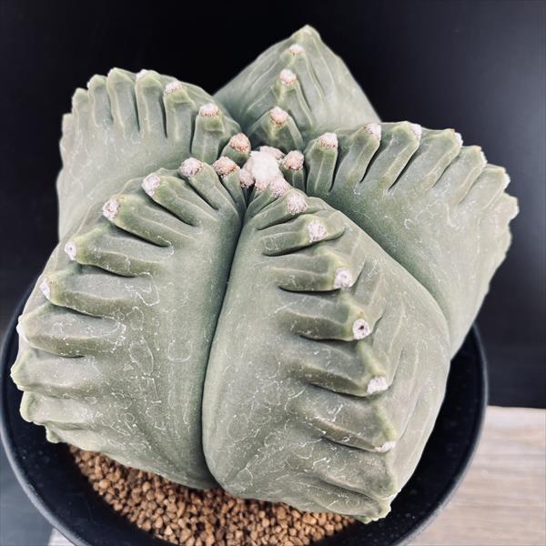 【国内今夏採種】サピニー 10粒 サボテン：アストロフィツム 亀甲碧瑠璃鸞鳳玉 ツギ*幅15cm