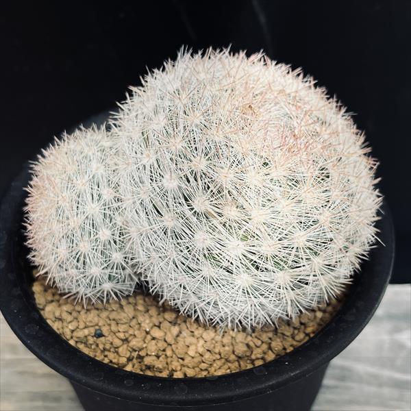 サボテン：マミラリア 満月*幅9.5cm 現品！一品限り : 遊恵盆栽 Yahoo