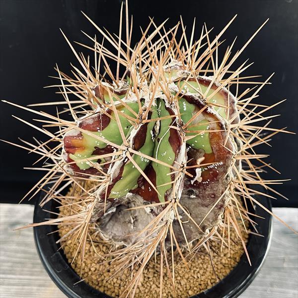 サボテン：アストロフィツム 般若*幅10cm 現品！一品限り : 遊恵盆栽