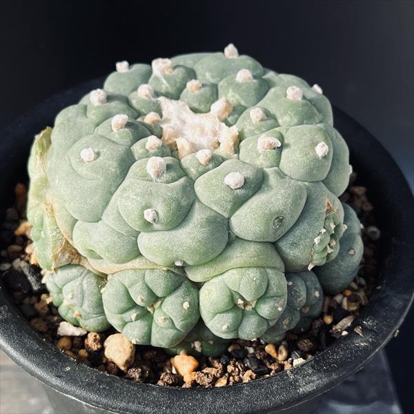 サボテン　疣銀冠玉錦　実生 疣銀冠玉錦-実生 サボテン 疣銀冠玉錦 実生 Yahoo!オークション - 疣銀