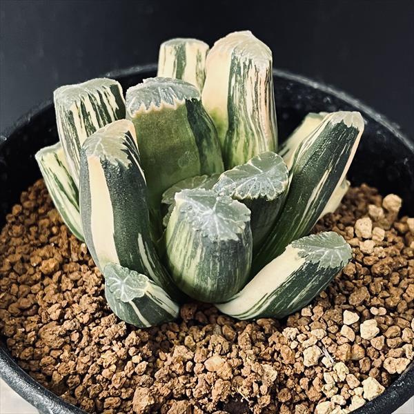 ☆☆万象錦＊ハオルチア＊錦☆☆ 多肉植物：ハオルチア 万象錦*幅7.5cm 現品！一品限り : 遊恵