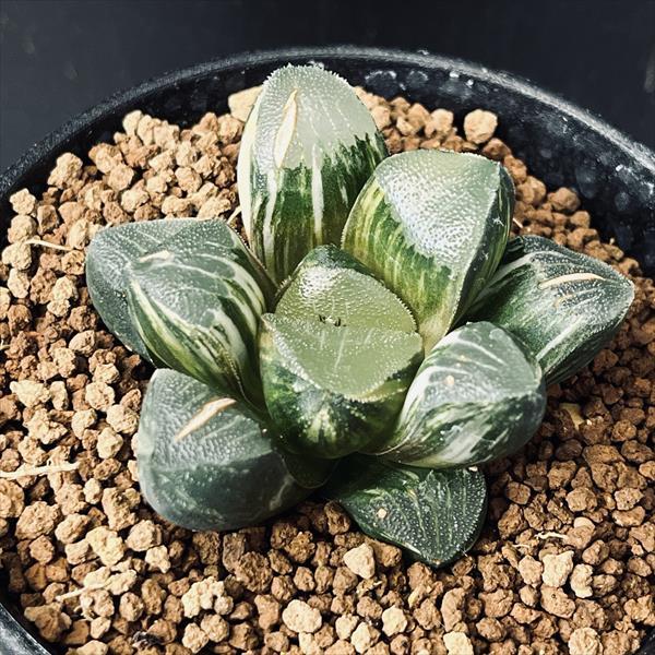 多肉植物：ハオルチア 鮮明黄色斑 コレクタ錦*幅6cm 現品 一品