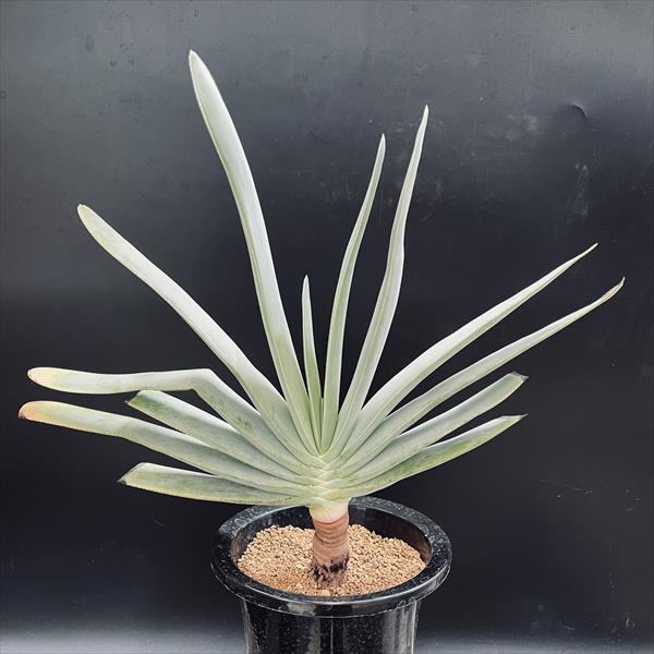 多肉植物：アロエ プリカティリス*幅43cm 現品！一品限り : 遊恵盆栽