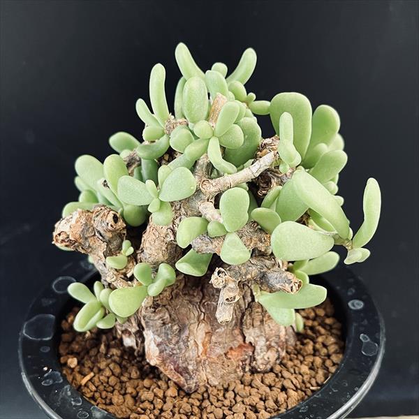 ☆特価☆コーデックス：ケラリア ピグマエア 大株*葉幅7cm 現品
