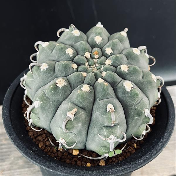 サボテン J サボテンの王様 金鯱 （キンシャチ） 5号 Echinocactus grusonii