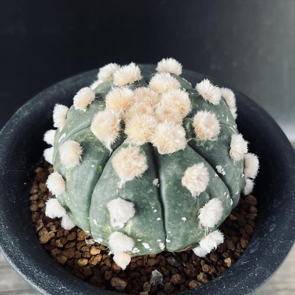 サボテン：アストロフィツム 瑠璃兜丸 ちょっと斑入り ツギ*幅6cm 現品