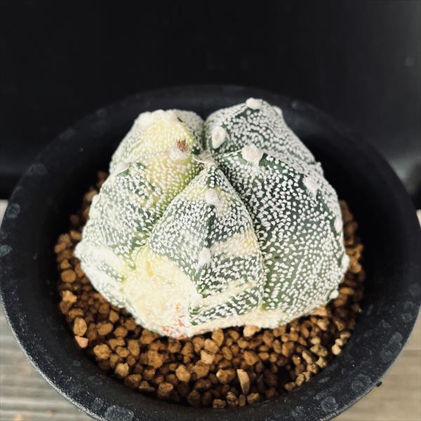 サボテン サボテン：アストロフィツム 兜丸錦 ツギ*幅6cm 現品！一品限り