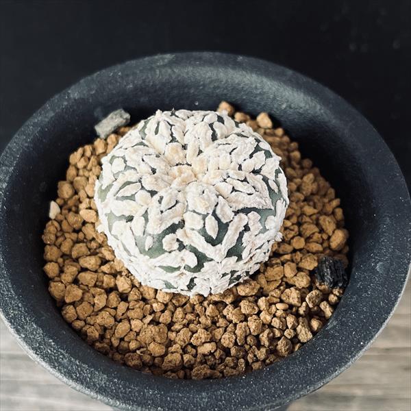 サボテン：アストロフィツム アロースーパー兜丸 ツギ*幅3.5cm 現品