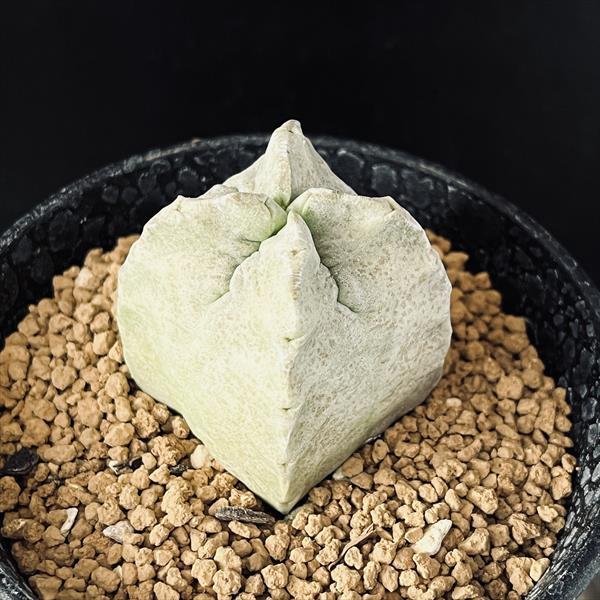 多肉植物：ホワイトスロアネア クラサ*幅4.5cm 現品！一品限り