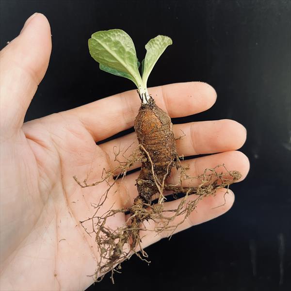 コーデックス:ユーフォルビア エクロニー 鬼笑い*葉幅4.5cm コーデックス:ユーフォルビア エクロニー 鬼笑い*葉幅4.5cm