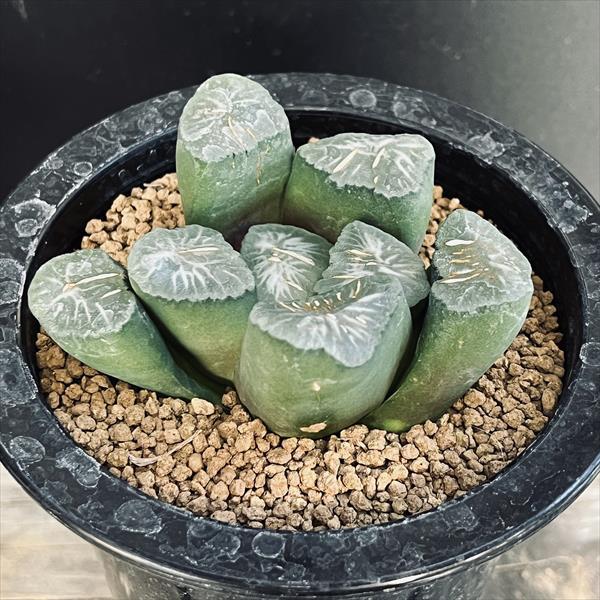 多肉植物：ハオルチア 金子氏 巨大稲妻万象*幅8cm 現品！一品限り