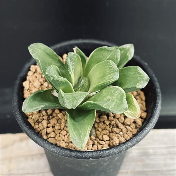 多肉植物 ハオルチア  セール 1株500円 送料200円 組み合わせ自由 4 多肉植物：ハオルチア 十二の巻*S 幅6cm : 遊恵盆栽 Yahoo!店 - 通販