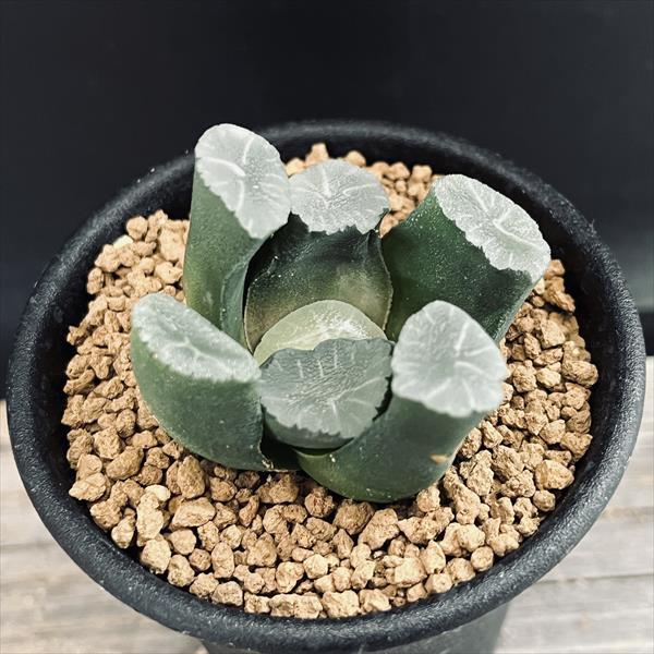 多肉植物：ハオルチア 万象*S 幅5cm : 遊恵盆栽 Yahoo!店 - 通販