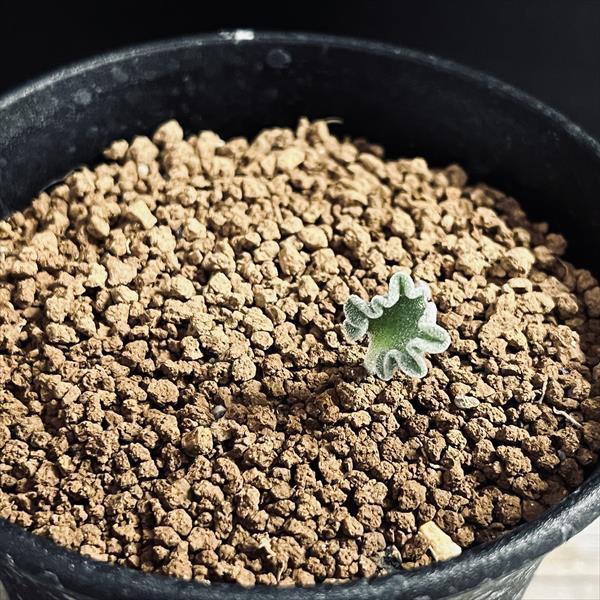 球根植物：エリオスペルマム チタノプソイデス*葉幅1.2cm 現品！一品