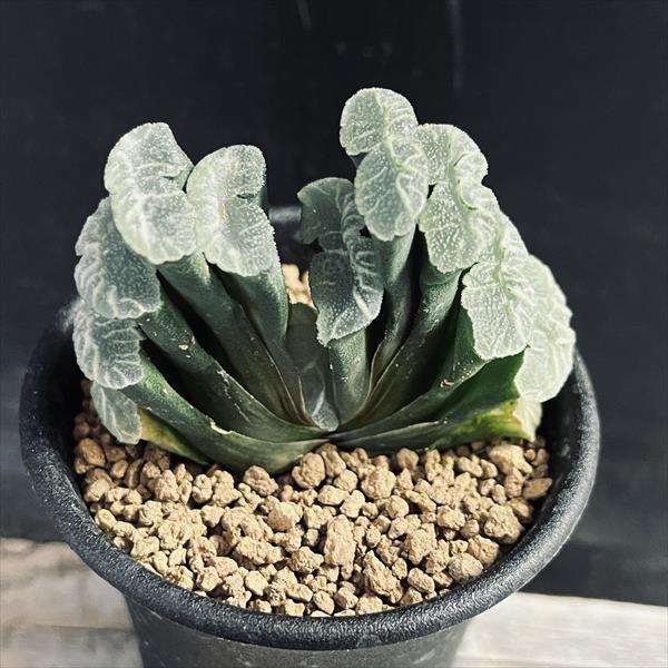 多肉植物：ハオルチア 玉扇 唐草ジャンボ*幅5cm : 遊恵盆栽 Yahoo!店