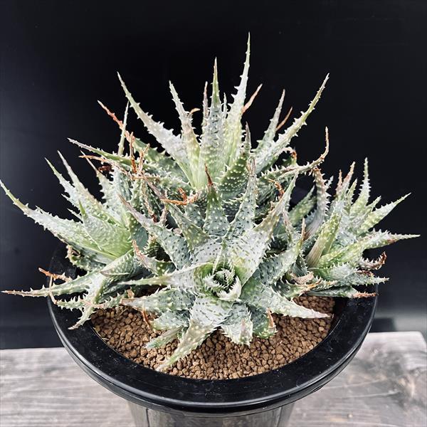 多肉植物：アロエ 群生*幅20cm 現品！一品限り : 遊恵盆栽 Yahoo!店