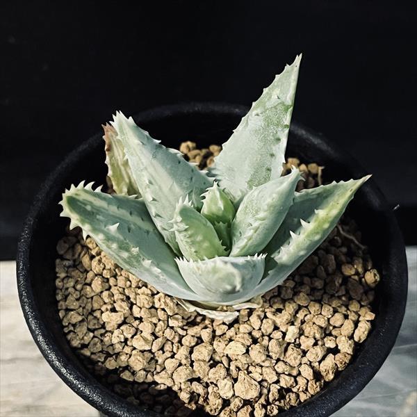 アロエ 竜山錦 美株 親株 5号菊鉢 多肉植物：アロエ 竜山錦*S 幅5cm : 遊恵盆栽 Yahoo!店 - 通販