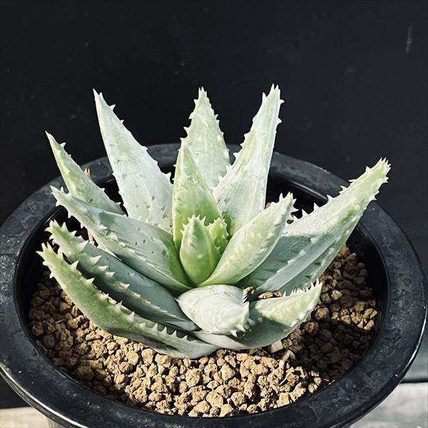 アロエ 竜山錦 大株 6号菊鉢 アロエ 竜山錦 美株 6号菊鉢 仔株1つ付き 多肉植物：