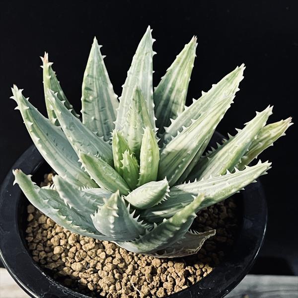 多肉植物：アロエ 竜山錦*幅10cm 現品！一品限り : 遊恵盆栽 Yahoo