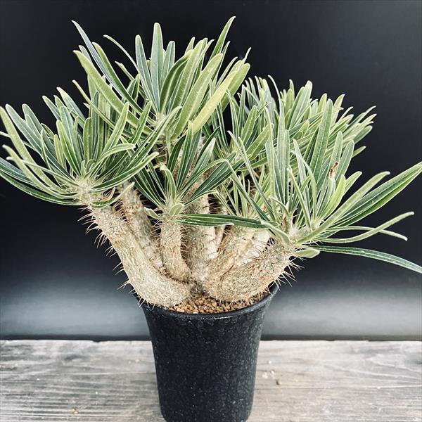 コーデックス：パキポディウム グラキリス 実生*枝幅15cm 現品！一品