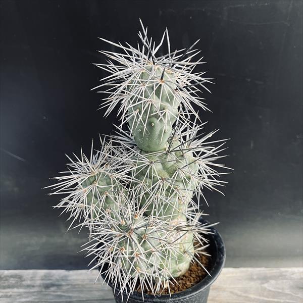 サボテン：テフロカクタス アレキサンデリ ブルチ*幅9cm 現品！一品