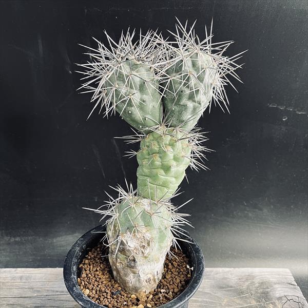 サボテン：テフロカクタス アレキサンデリ ブルチ*幅9cm 現品！一品