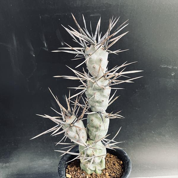 サボテン：テフロカクタス ポリアカンツス*L 幅7cm : 遊恵盆栽 Yahoo