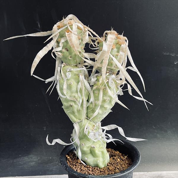 サボテン：テフロカクタス パピラカンツス*L 幅8cm : 遊恵盆栽 Yahoo