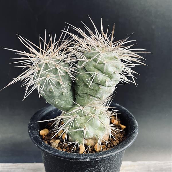 サボテン：テフロカクタス アレキサンデリ*幅7.5cm 現品！一品限り