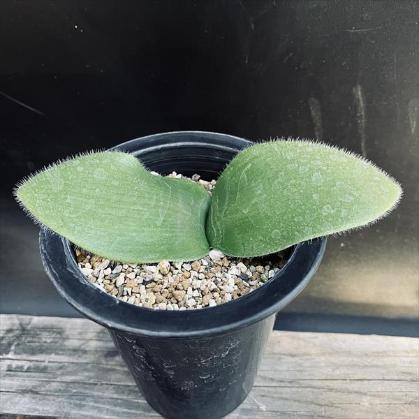 球根植物：ハエマンサス ネルソニー*葉幅16cm 現品！一品限り : 遊恵