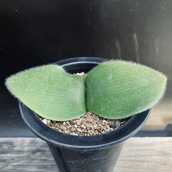 球根植物：ハエマンサス ネルソニー*葉幅15cm 現品！一品限り : 遊恵