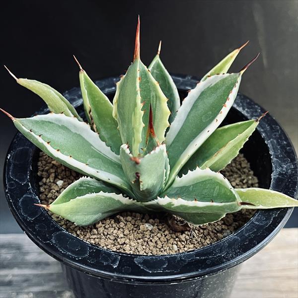 貝殻竜(キュービック錦) 貝殻竜(キュービック錦)