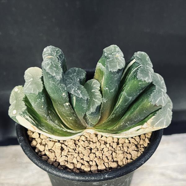 多肉植物：ハオルチア 玉扇錦*幅8cm 現品！一品限り : 遊恵盆栽