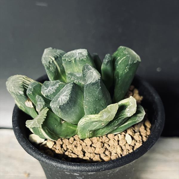 多肉植物：ハオルチアhyb.錦 万象×玉扇*幅6cm 現品！一品限り : 遊恵
